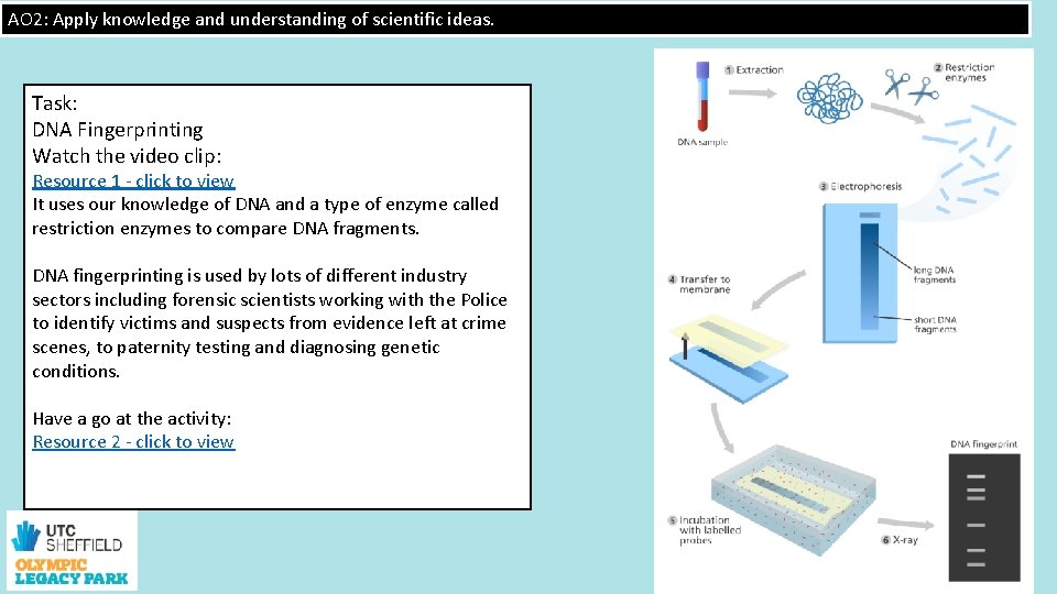 AO 2: Apply knowledge and understanding of scientific ideas. Task: DNA Fingerprinting Watch the