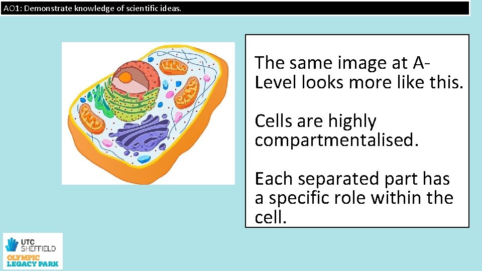 AO 1: Demonstrate knowledge of scientific ideas. The same image at ALevel looks more