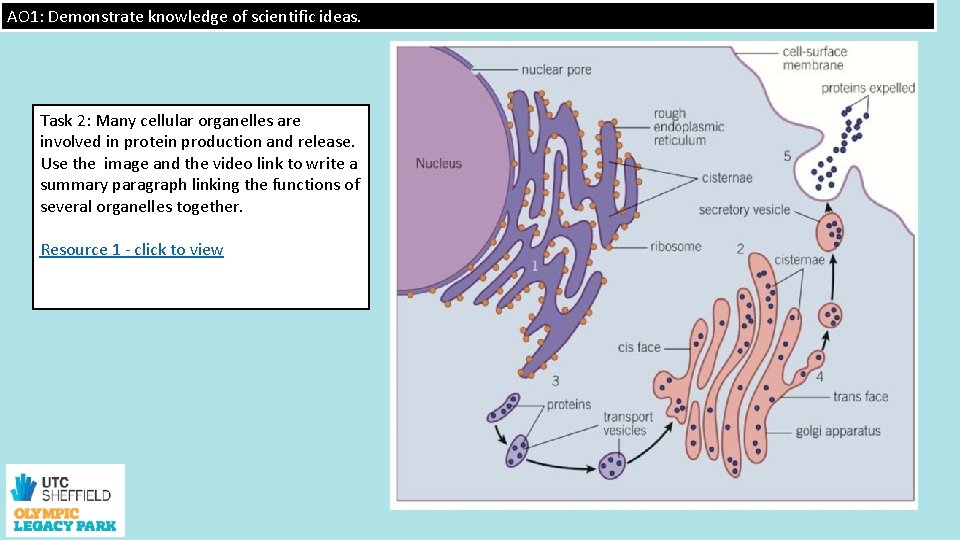 AO 1: Demonstrate knowledge of scientific ideas. Task 2: Many cellular organelles are involved