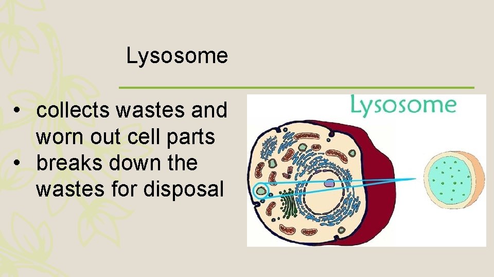 Lysosome • collects wastes and worn out cell parts • breaks down the wastes