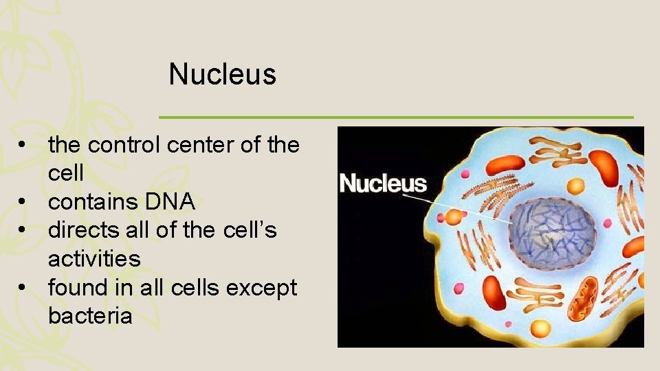 Nucleus • the control center of the cell • contains DNA • directs all