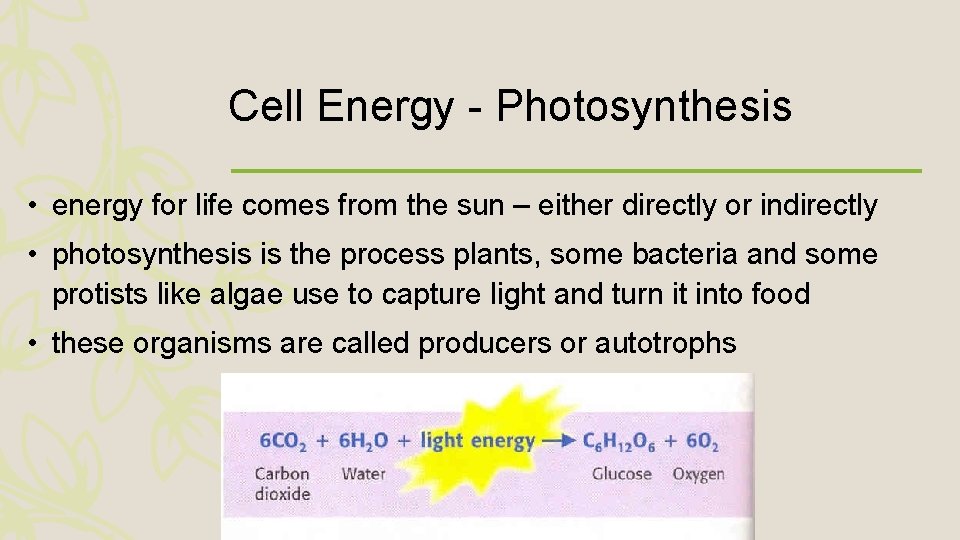 Cell Energy - Photosynthesis • energy for life comes from the sun – either