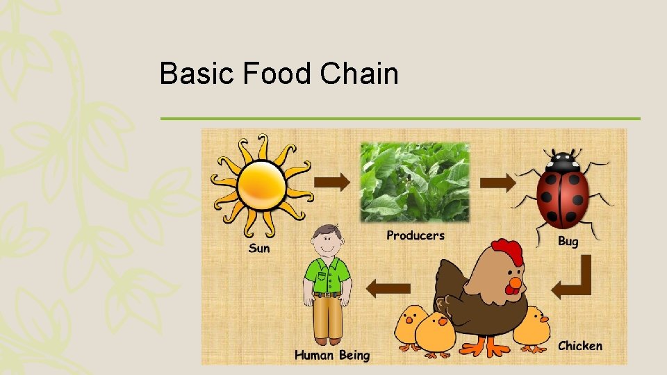 Basic Food Chain 