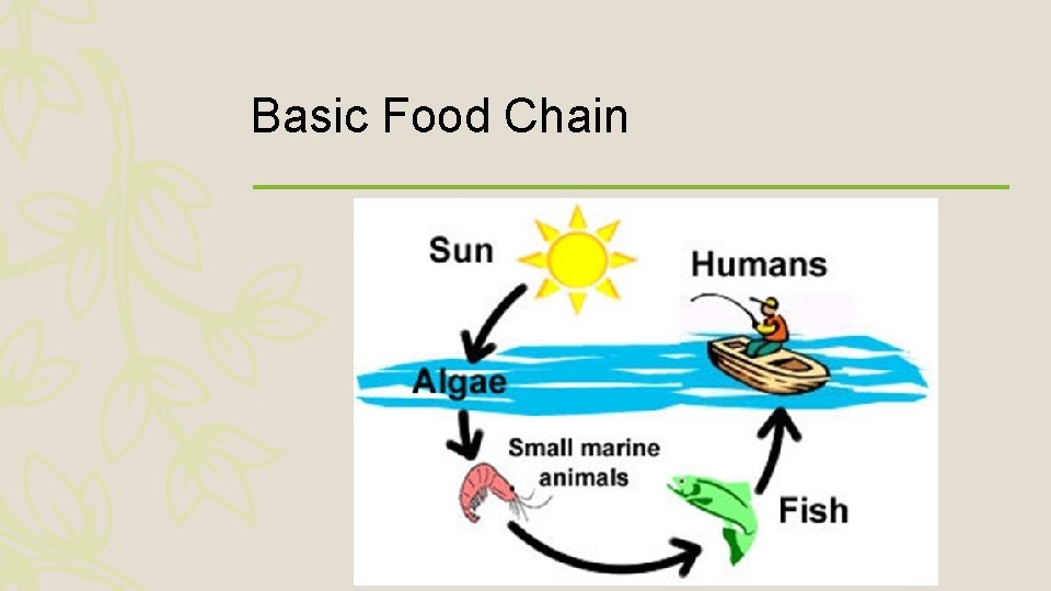 Basic Food Chain 