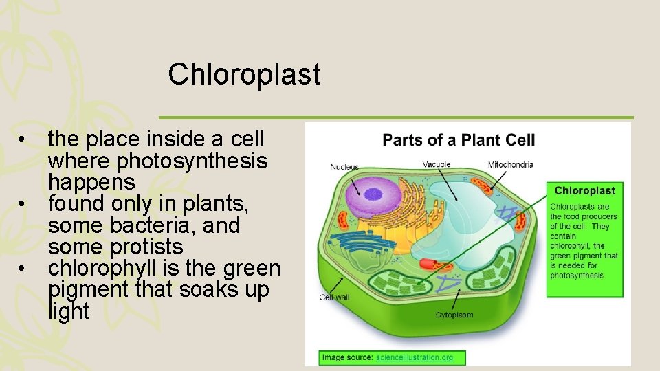 Chloroplast • the place inside a cell where photosynthesis happens • found only in