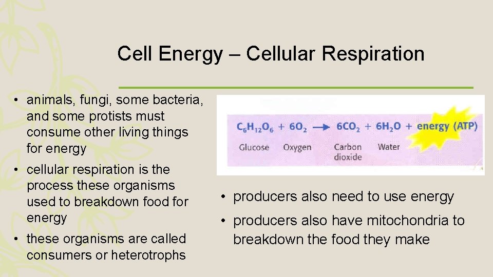Cell Energy – Cellular Respiration • animals, fungi, some bacteria, and some protists must