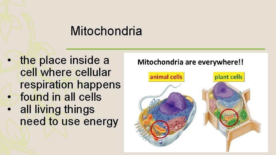 Mitochondria • the place inside a cell where cellular respiration happens • found in