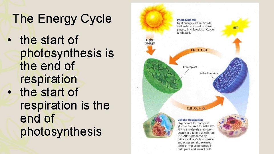 The Energy Cycle • the start of photosynthesis is the end of respiration •