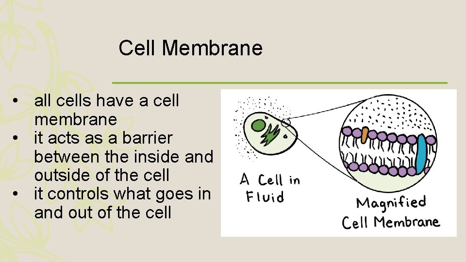 Cell Membrane • all cells have a cell membrane • it acts as a