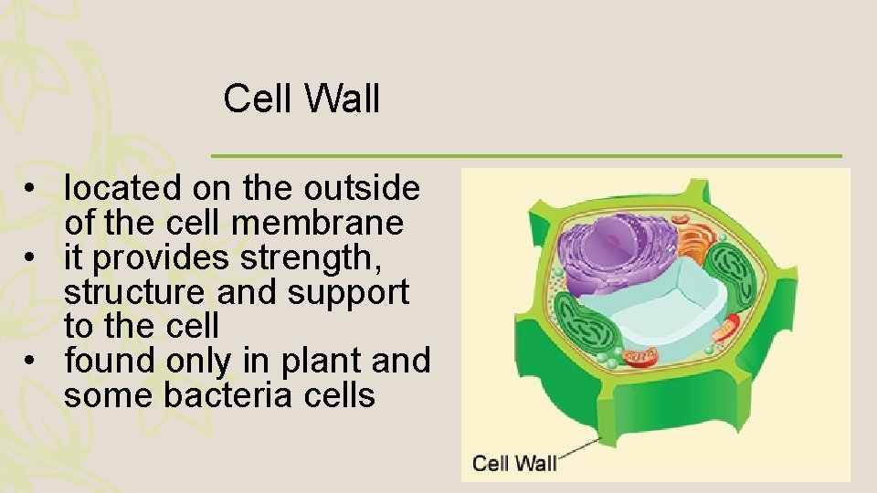 Cell Wall • located on the outside of the cell membrane • it provides