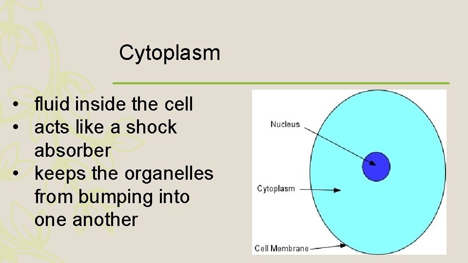 Cytoplasm • fluid inside the cell • acts like a shock absorber • keeps