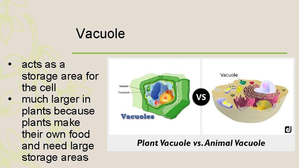 Vacuole • acts as a storage area for the cell • much larger in