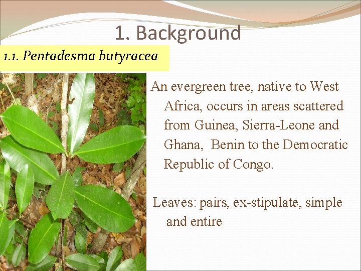 1. Background 1. 1. Pentadesma butyracea DRC An evergreen tree, native to West Africa,