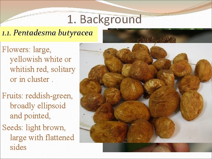 1. Background 1. 1. Pentadesma butyracea Flowers: large, yellowish white or whitish red, solitary