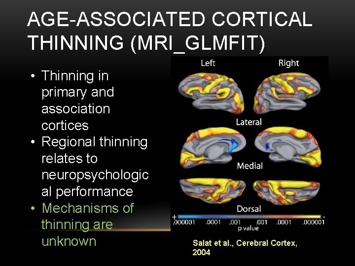 AGE-ASSOCIATED CORTICAL THINNING (MRI_GLMFIT) • Thinning in primary and association cortices • Regional thinning