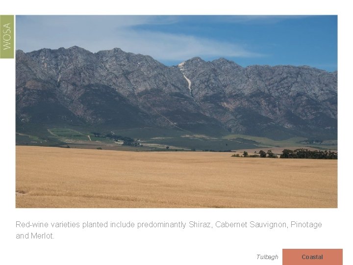 Red-wine varieties planted include predominantly Shiraz, Cabernet Sauvignon, Pinotage and Merlot. Tulbagh Coastal 