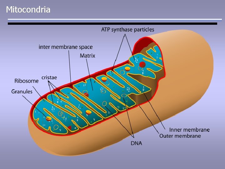 Mitocondria 