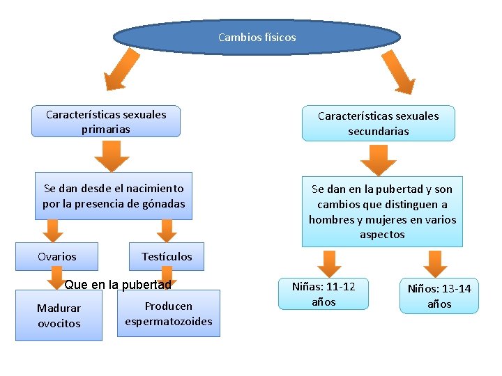 Cambios físicos Características sexuales primarias Se dan desde el nacimiento por la presencia de