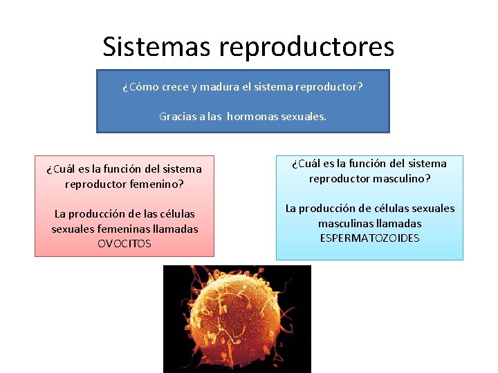 Sistemas reproductores ¿Cómo crece y madura el sistema reproductor? Gracias a las hormonas sexuales.