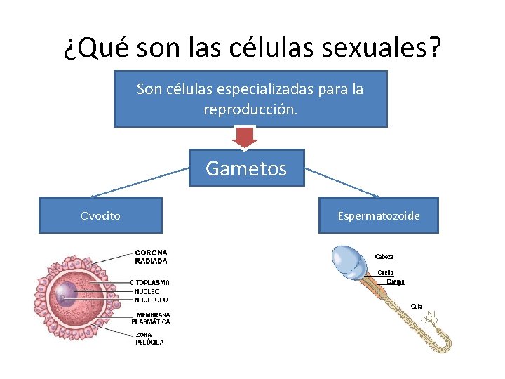 ¿Qué son las células sexuales? Son células especializadas para la reproducción. Gametos Ovocito Espermatozoide