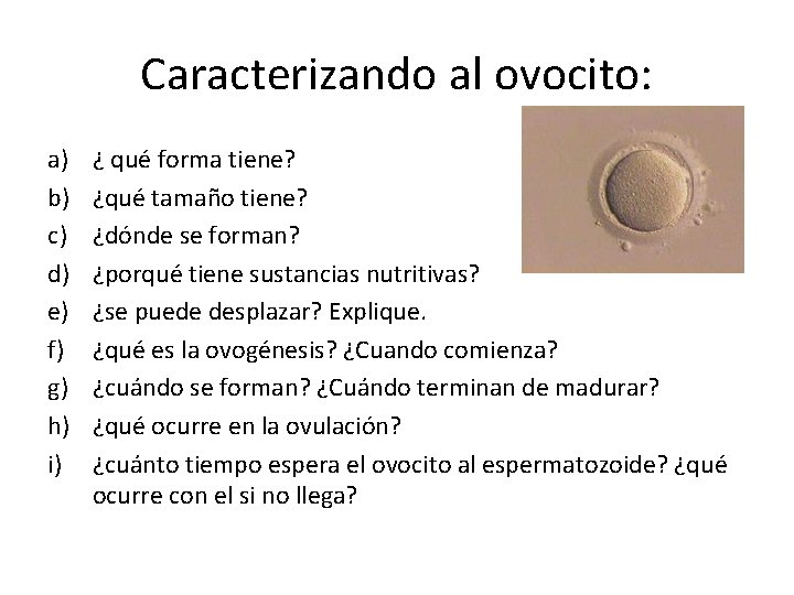 Caracterizando al ovocito: a) b) c) d) e) f) g) h) i) ¿ qué