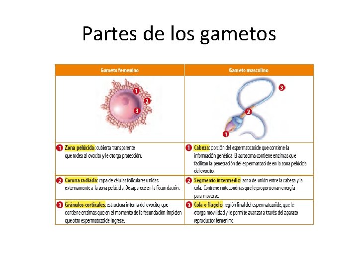 Partes de los gametos 