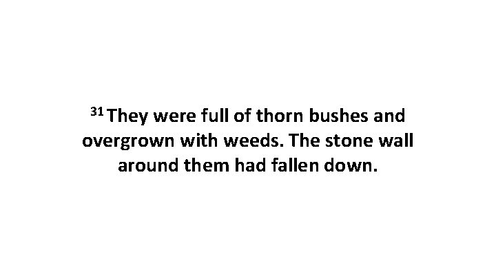 31 They were full of thorn bushes and overgrown with weeds. The stone wall