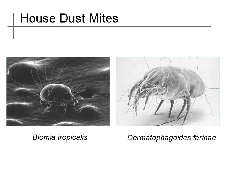 House Dust Mites Blomia tropicalis Dermatophagoides farinae 