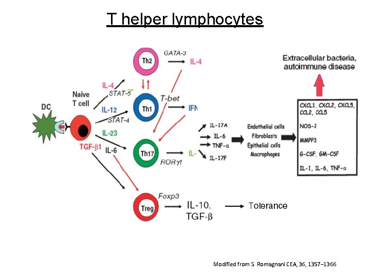 T helper lymphocytes Modified from S. Romagnani CEA, 36, 1357– 1366 