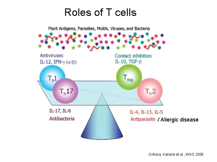 Roles of T cells / Allergic disease Orihara, Kanami et al. , WAO 2008