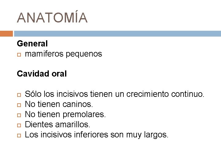 ANATOMÍA General mamiferos pequenos Cavidad oral Sólo los incisivos tienen un crecimiento continuo. No