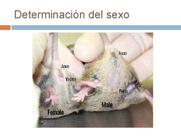 Determinación del sexo 