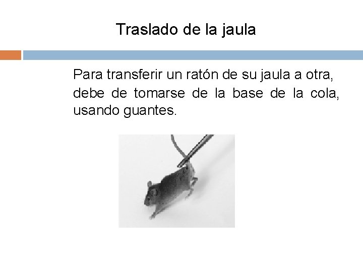 Traslado de la jaula Para transferir un ratón de su jaula a otra, debe