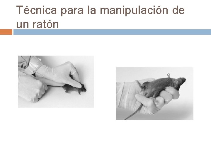 Técnica para la manipulación de un ratón 