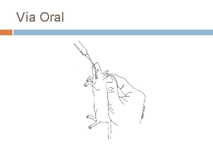 Vía Oral 