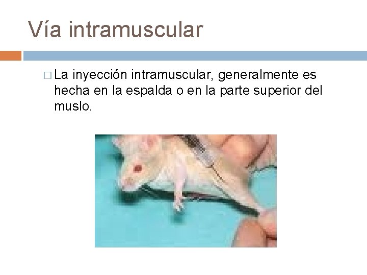 Vía intramuscular � La inyección intramuscular, generalmente es hecha en la espalda o en