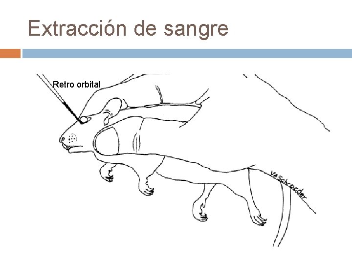 Extracción de sangre Retro orbital 