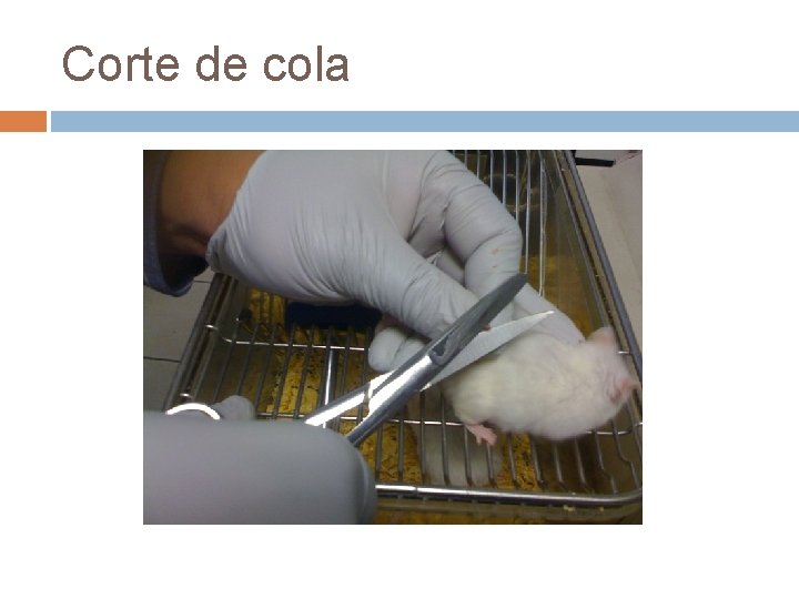 Corte de cola 