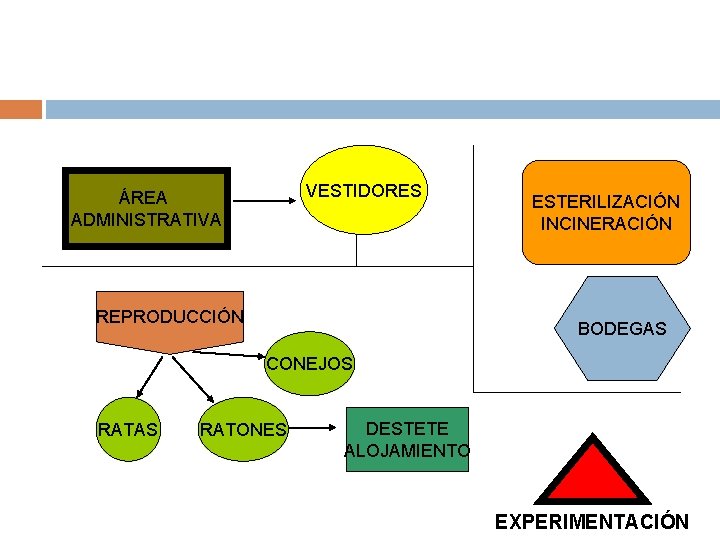 VESTIDORES ÁREA ADMINISTRATIVA REPRODUCCIÓN ESTERILIZACIÓN INCINERACIÓN BODEGAS CONEJOS RATAS RATONES DESTETE ALOJAMIENTO EXPERIMENTACIÓN 