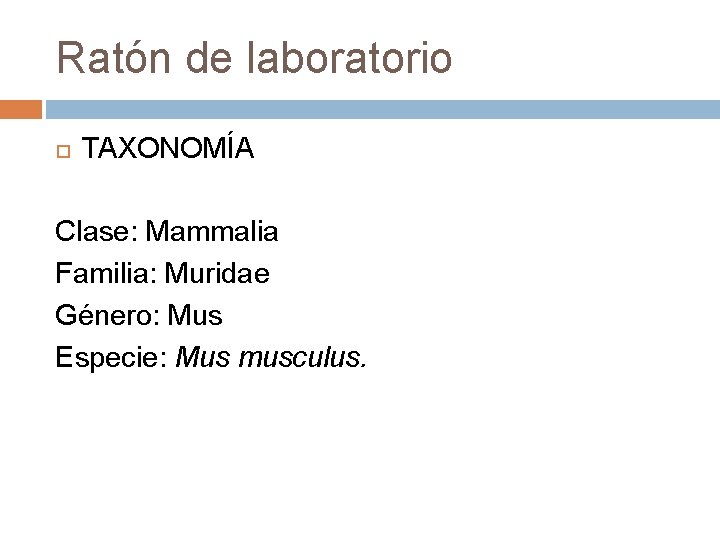 Ratón de laboratorio TAXONOMÍA Clase: Mammalia Familia: Muridae Género: Mus Especie: Mus musculus. 