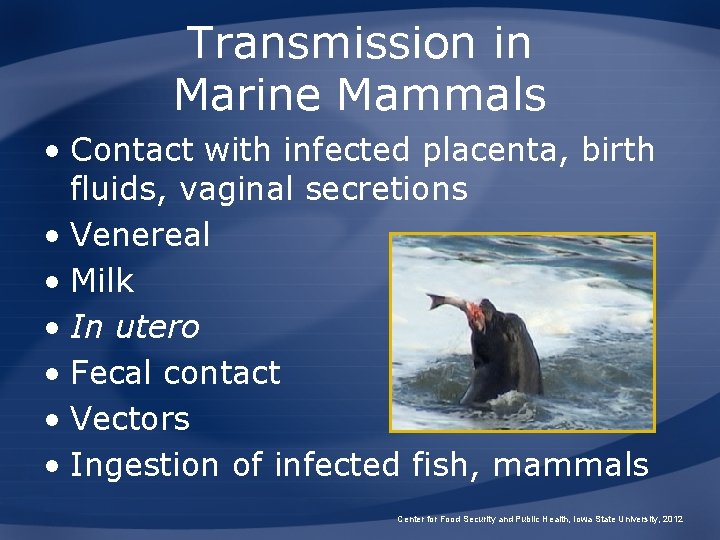 Transmission in Marine Mammals • Contact with infected placenta, birth fluids, vaginal secretions •