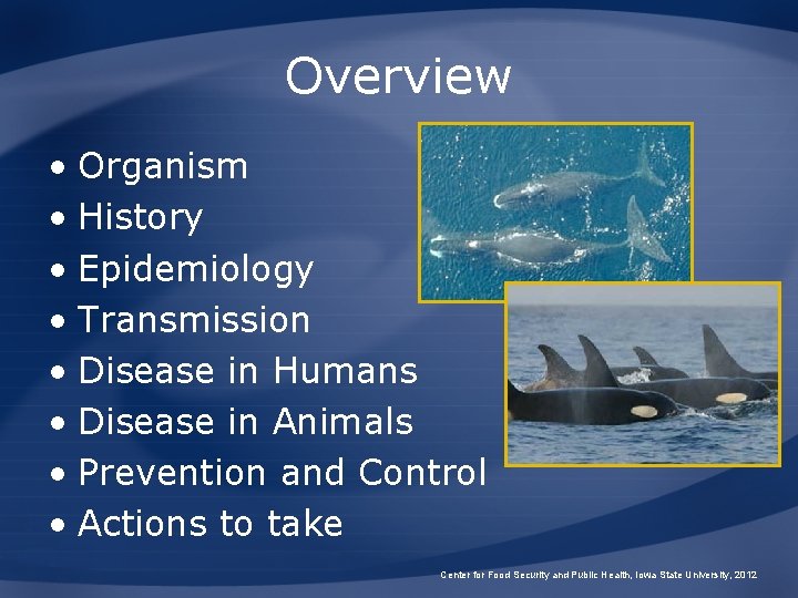 Overview • Organism • History • Epidemiology • Transmission • Disease in Humans •