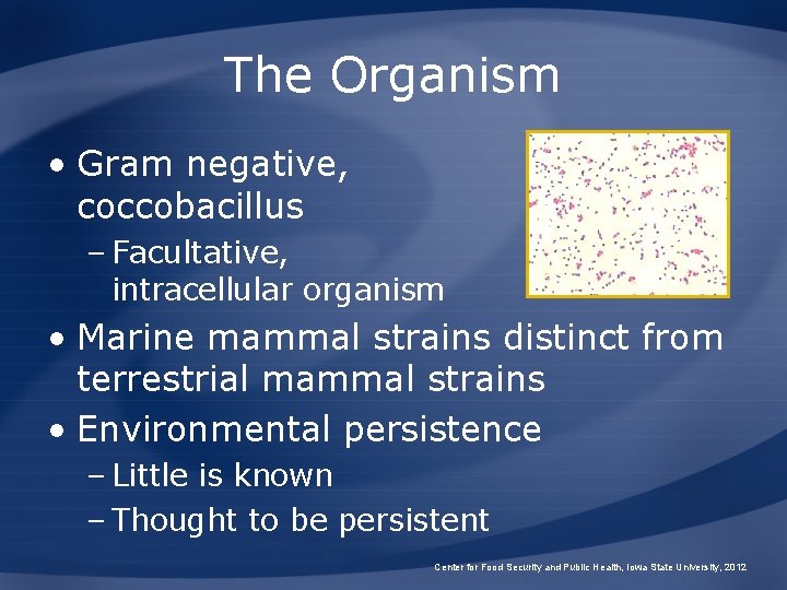 The Organism • Gram negative, coccobacillus – Facultative, intracellular organism • Marine mammal strains