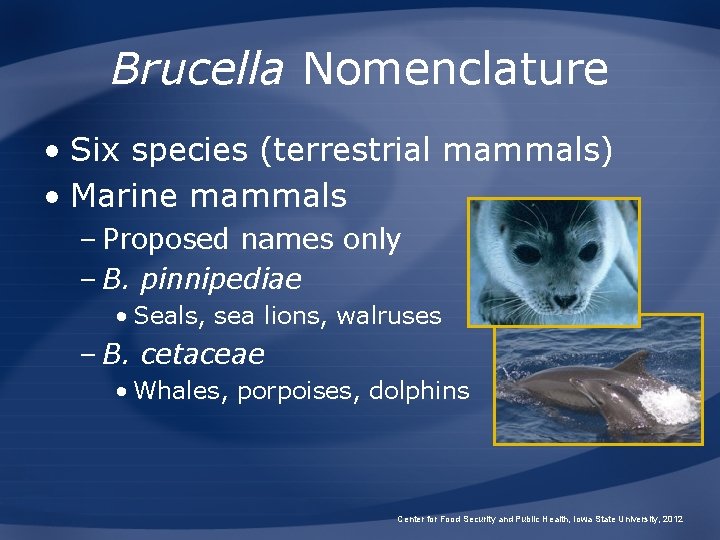 Brucella Nomenclature • Six species (terrestrial mammals) • Marine mammals – Proposed names only