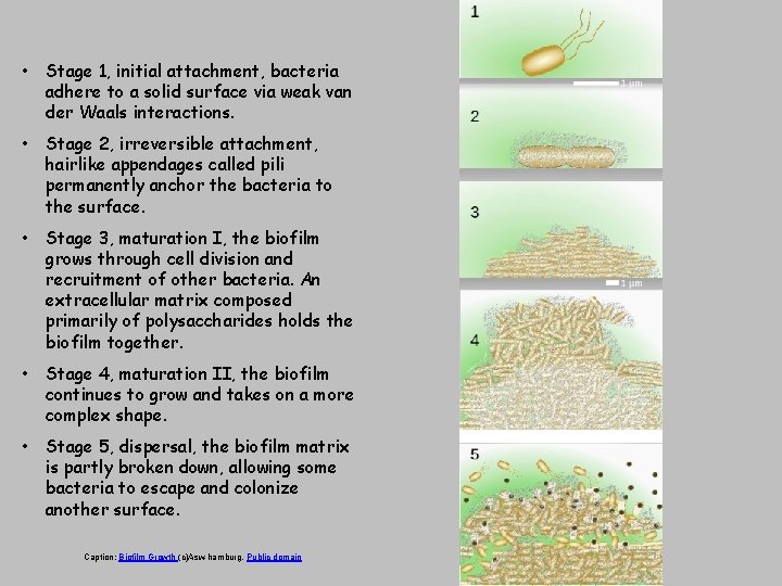  • Stage 1, initial attachment, bacteria adhere to a solid surface via weak