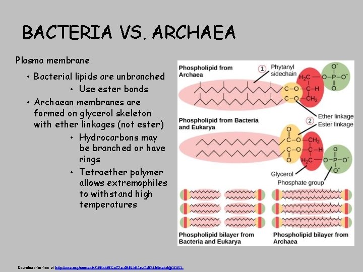 BACTERIA VS. ARCHAEA Plasma membrane • Bacterial lipids are unbranched • Use ester bonds