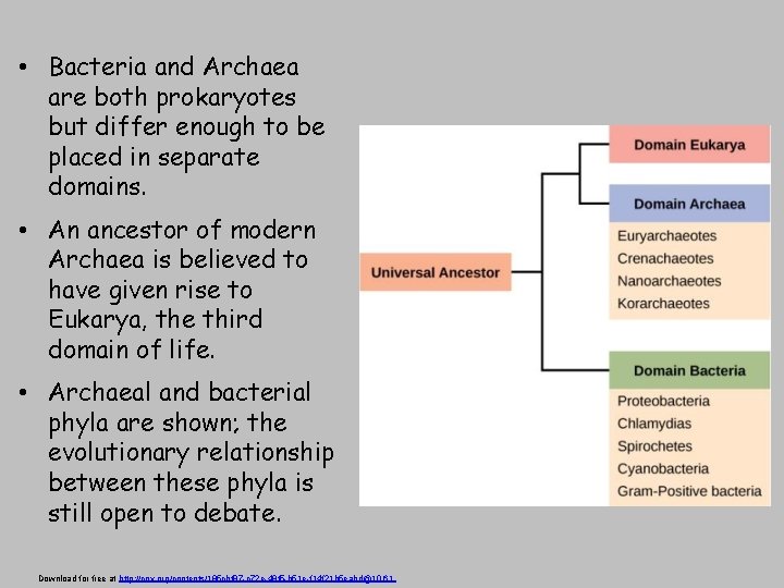  • Bacteria and Archaea are both prokaryotes but differ enough to be placed