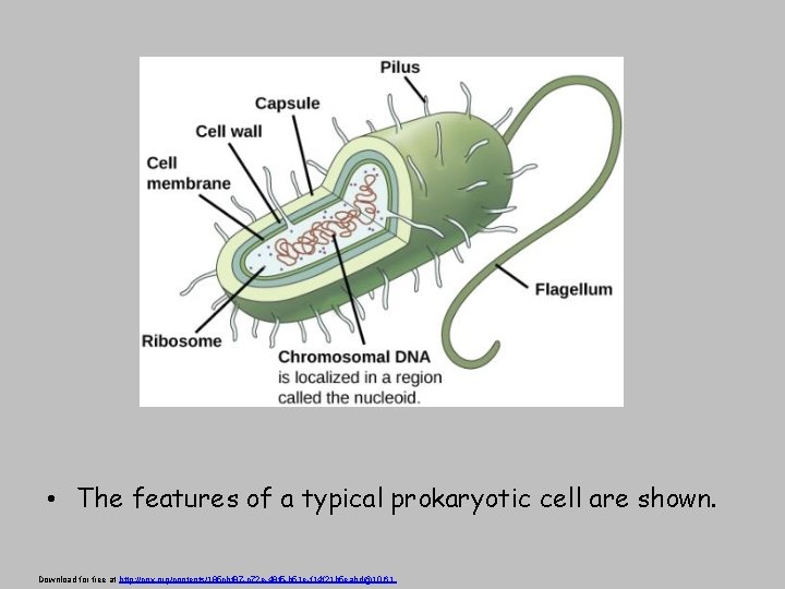  • The features of a typical prokaryotic cell are shown. Download for free