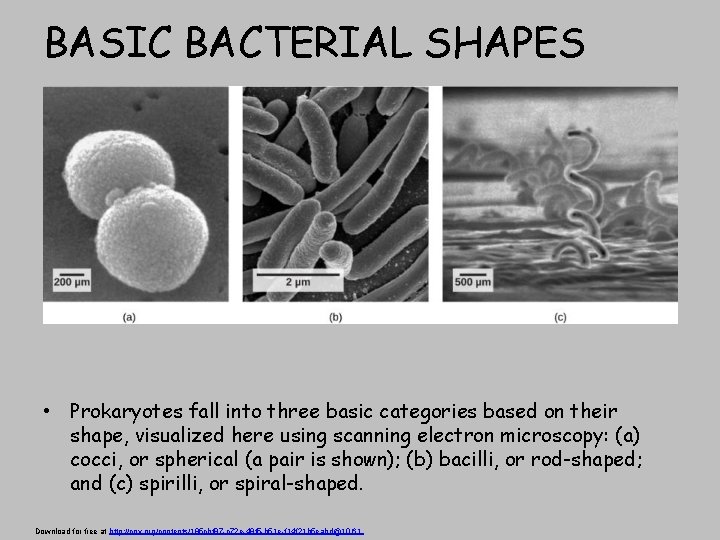 BASIC BACTERIAL SHAPES • Prokaryotes fall into three basic categories based on their shape,