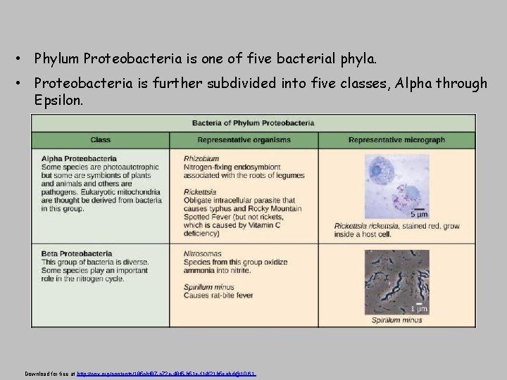 • Phylum Proteobacteria is one of five bacterial phyla. • Proteobacteria is further